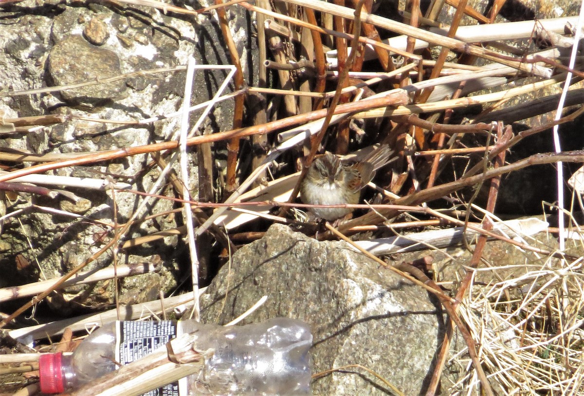 Swamp Sparrow - ML209360311