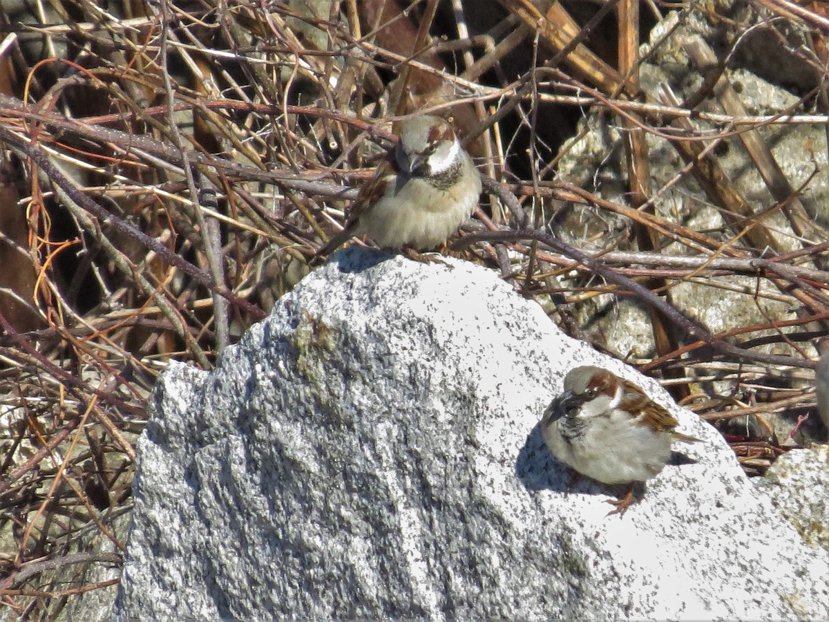 House Sparrow - ML209360361