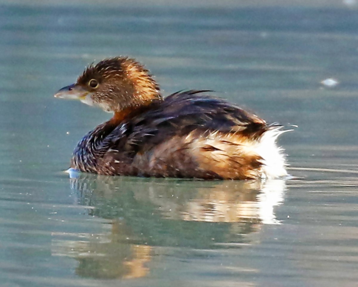 Pied-billed Grebe - ML209361691