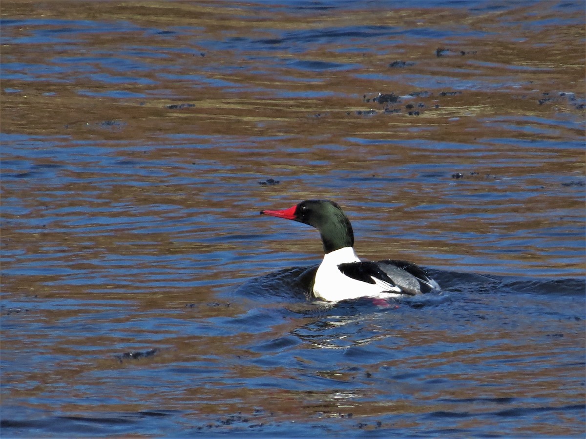 カワアイサ（americanus） - ML209361801