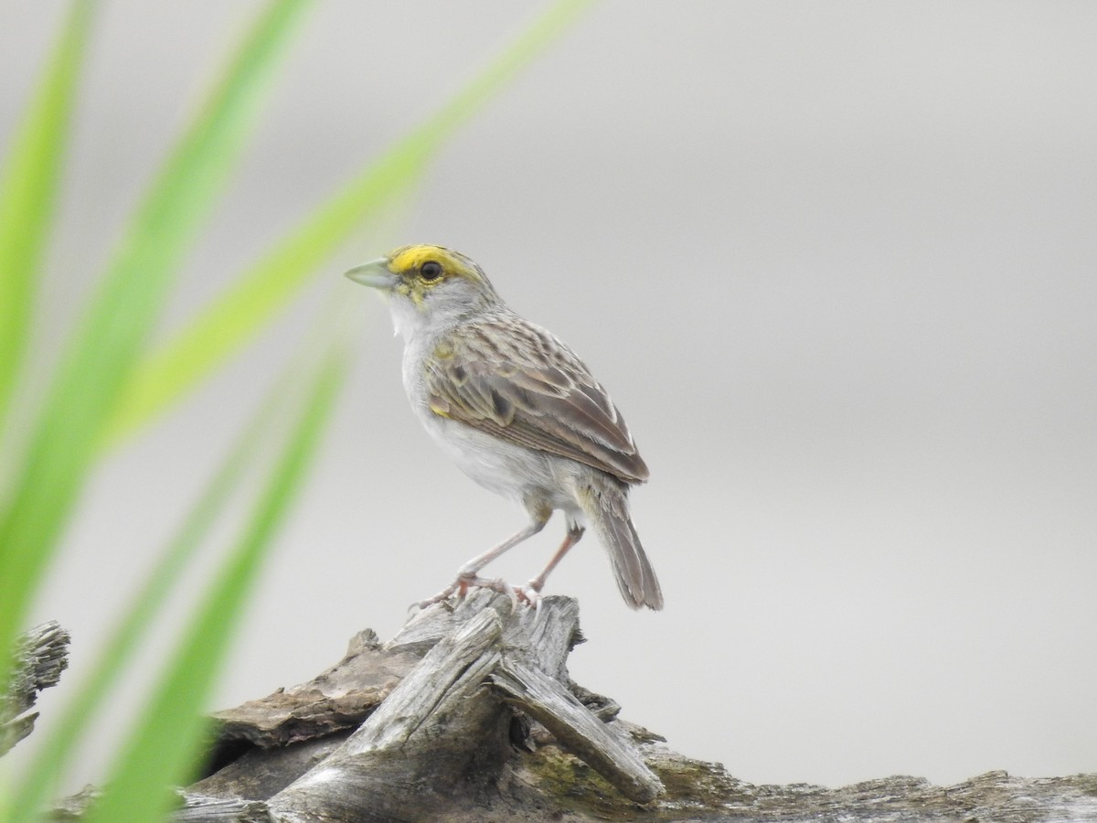 Yellow-browed Sparrow - ML209362421