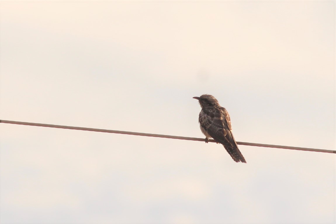 Pallid Cuckoo - ML209363451