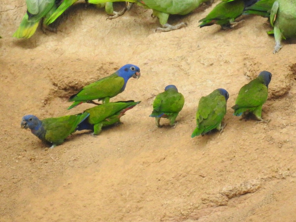 Blue-headed Parrot - Tristan Jobin