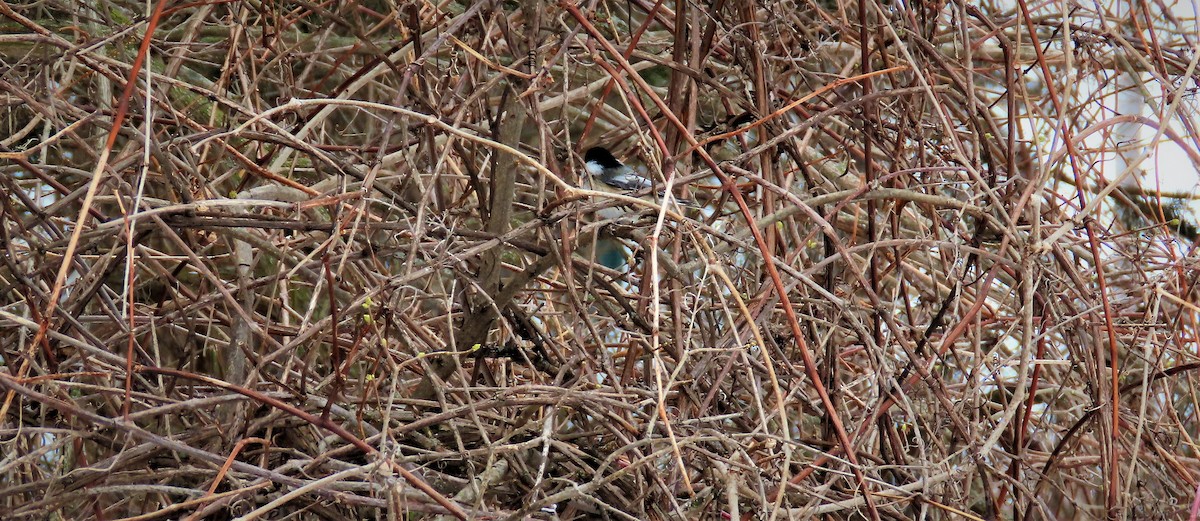 Black-capped Chickadee - ML209364801