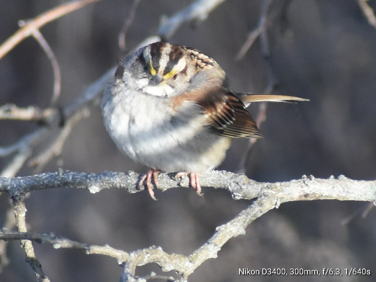 White-throated Sparrow - ML209365221