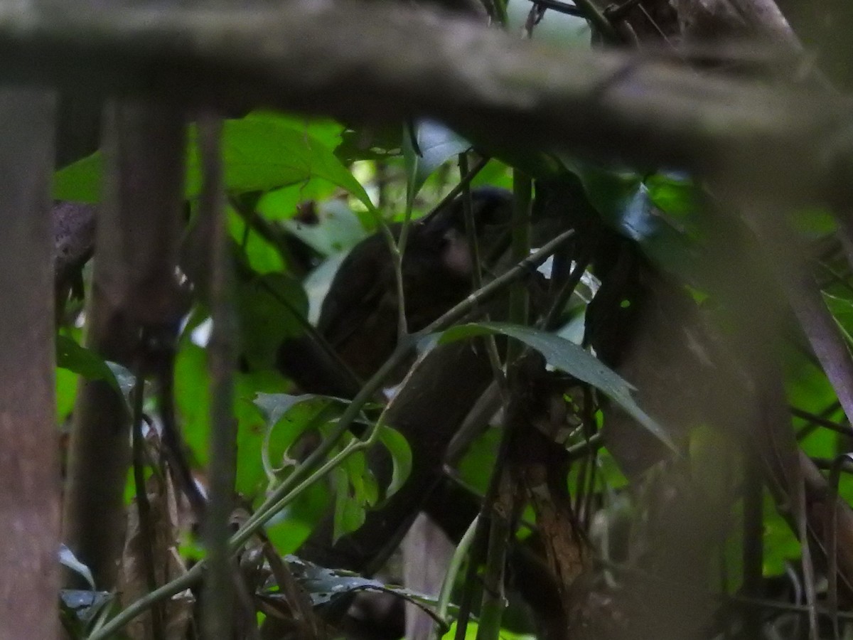 White-lored Antpitta - ML209365251