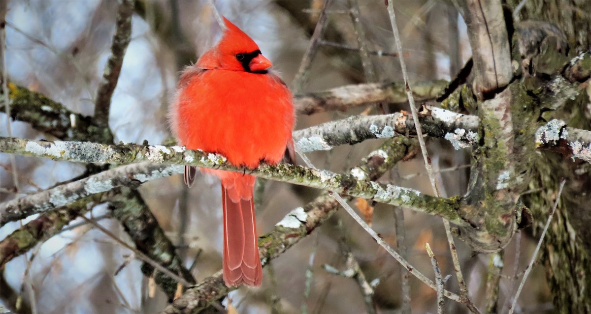 Cardinal rouge - ML209365281