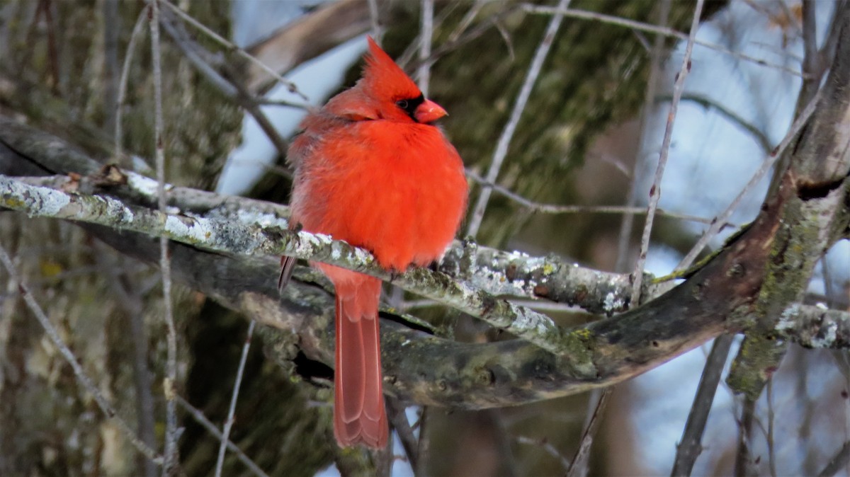 Cardinal rouge - ML209365291