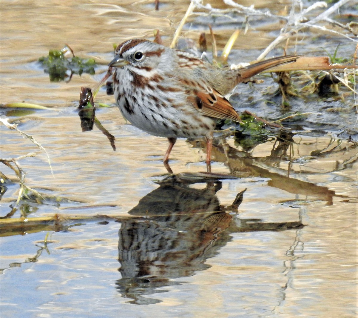 Song Sparrow - ML209365401