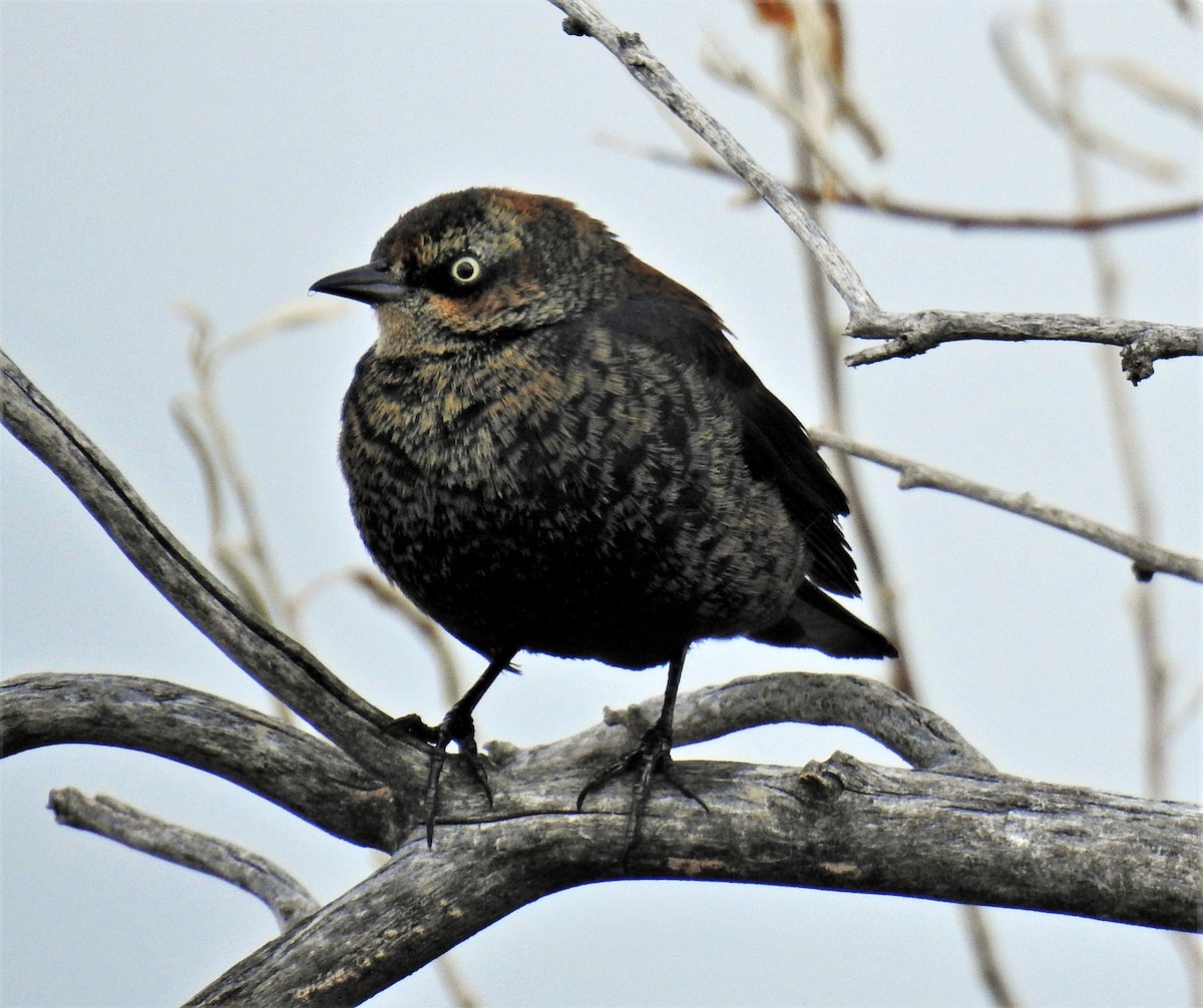 Rusty Blackbird - ML209365541