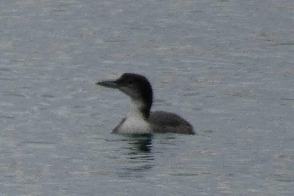 Common Loon - Joseba Amenabar