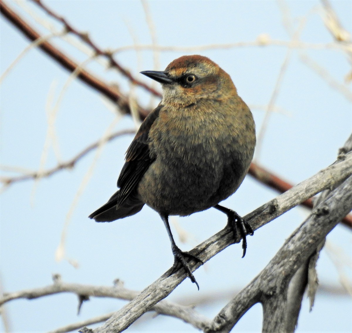 Rusty Blackbird - ML209365621