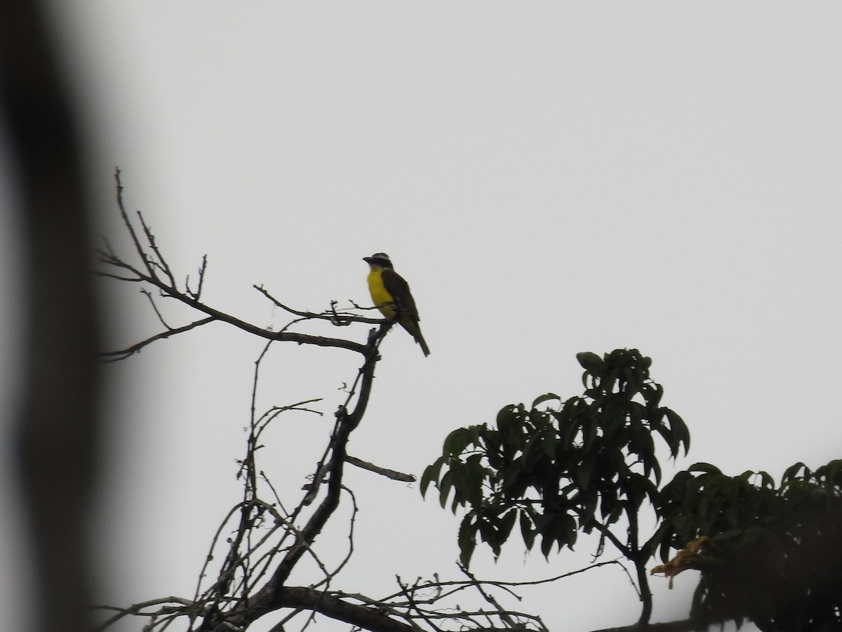 Boat-billed Flycatcher - ML209367051