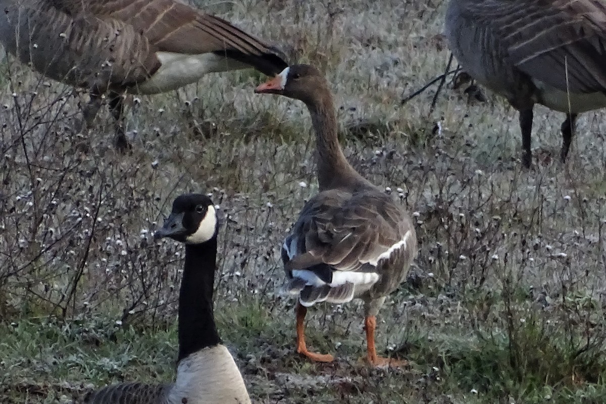 Greater White-fronted Goose - ML209367581
