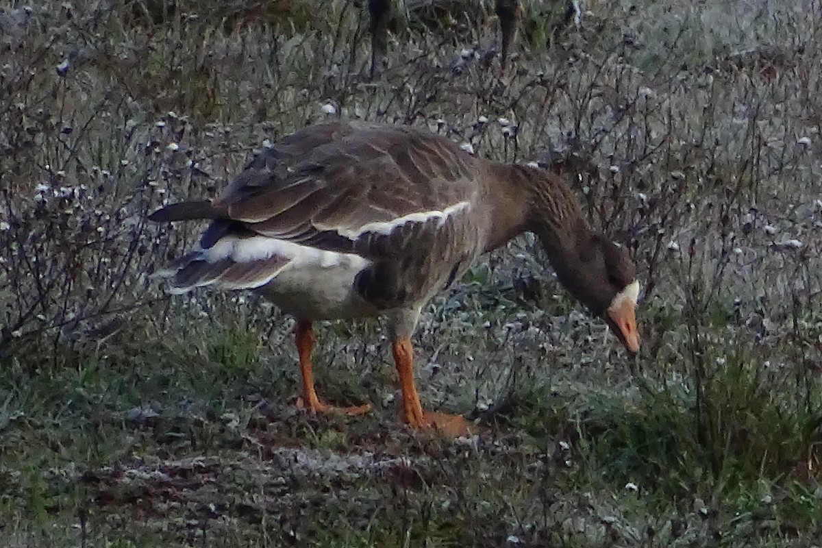 Greater White-fronted Goose - ML209367641