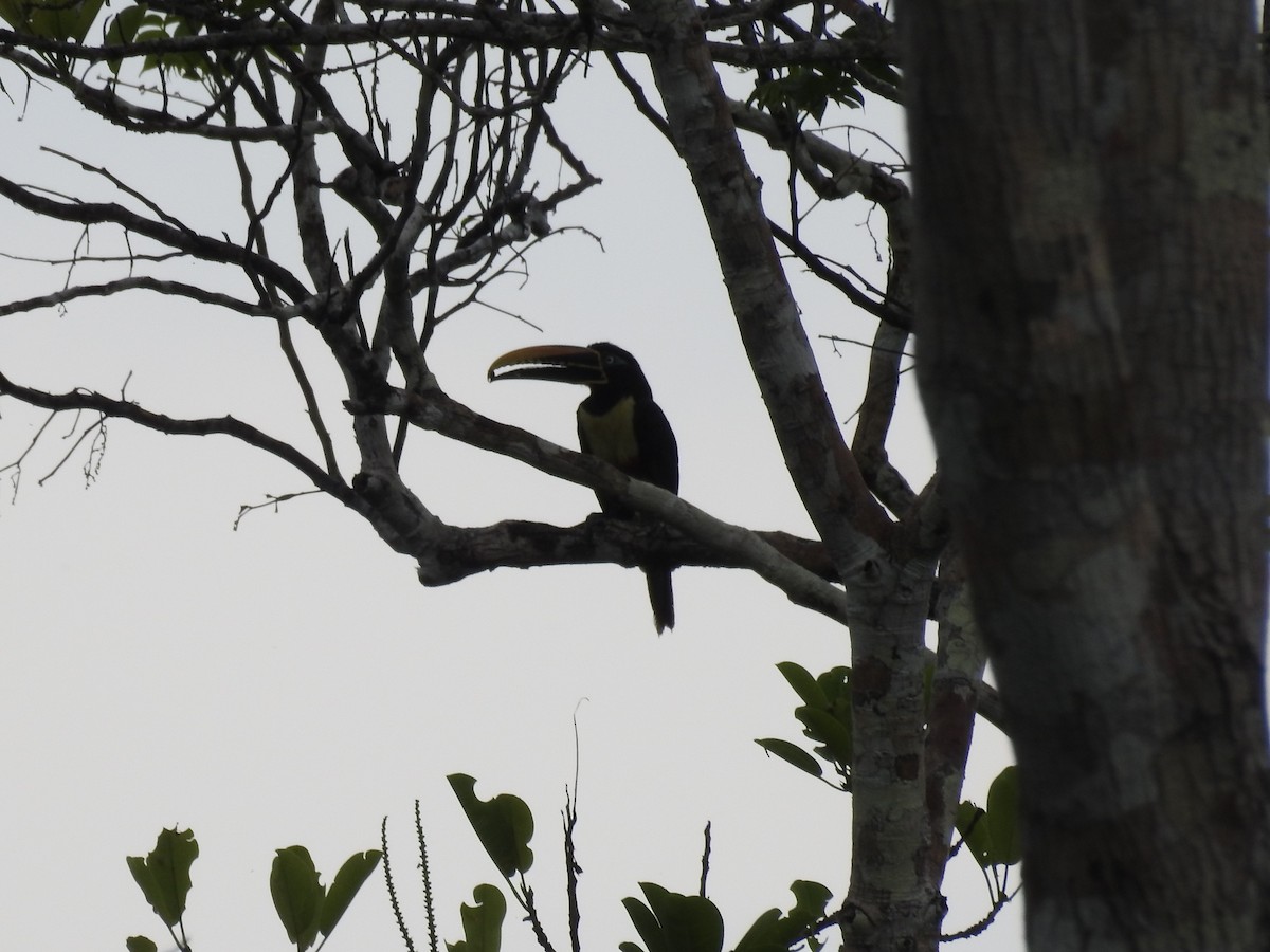 Chestnut-eared Aracari - Tristan Jobin