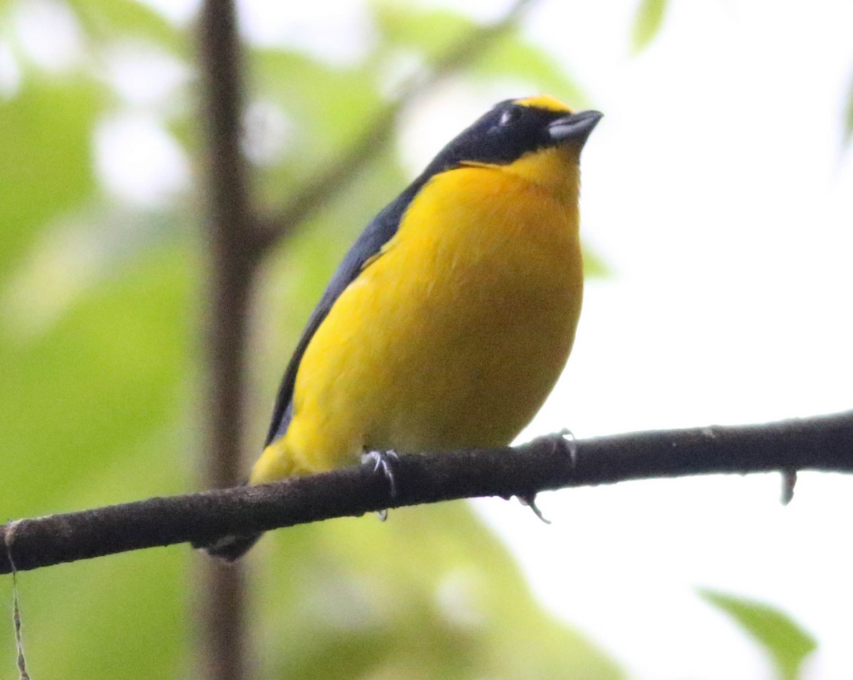 Yellow-throated Euphonia - ML209367861