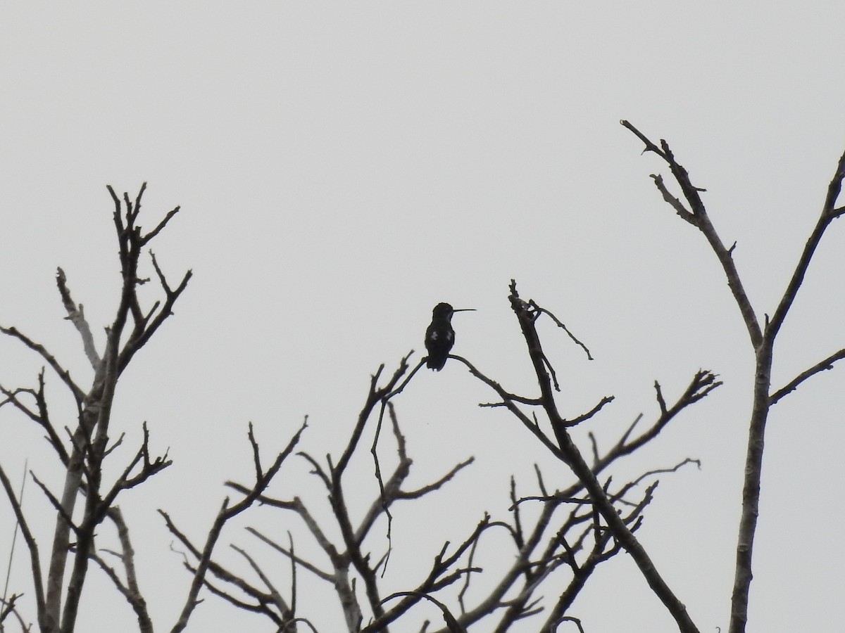 Long-billed Starthroat - Tristan Jobin