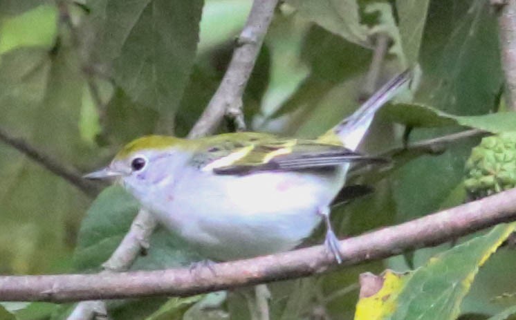 Chestnut-sided Warbler - ML209368061