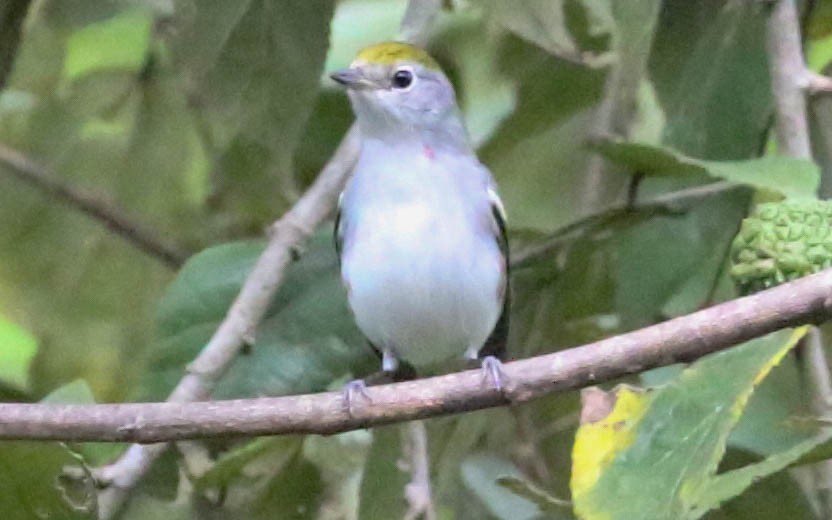 Chestnut-sided Warbler - ML209368071