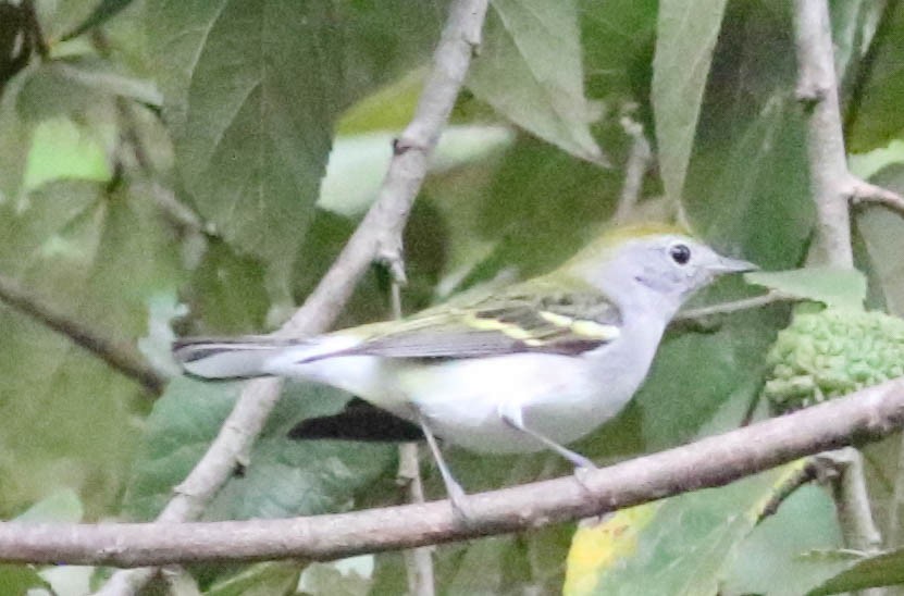 Chestnut-sided Warbler - ML209368081