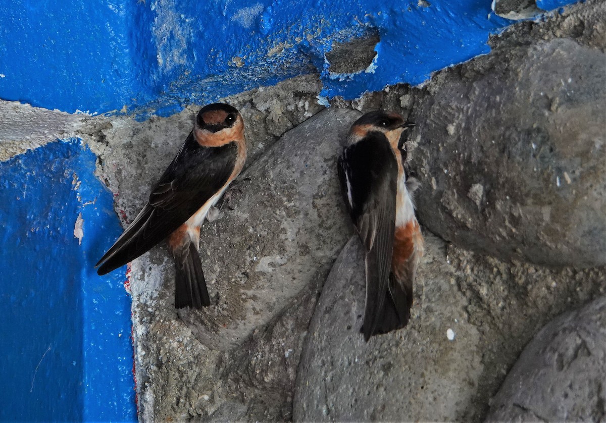 Cave Swallow - Paul Prior