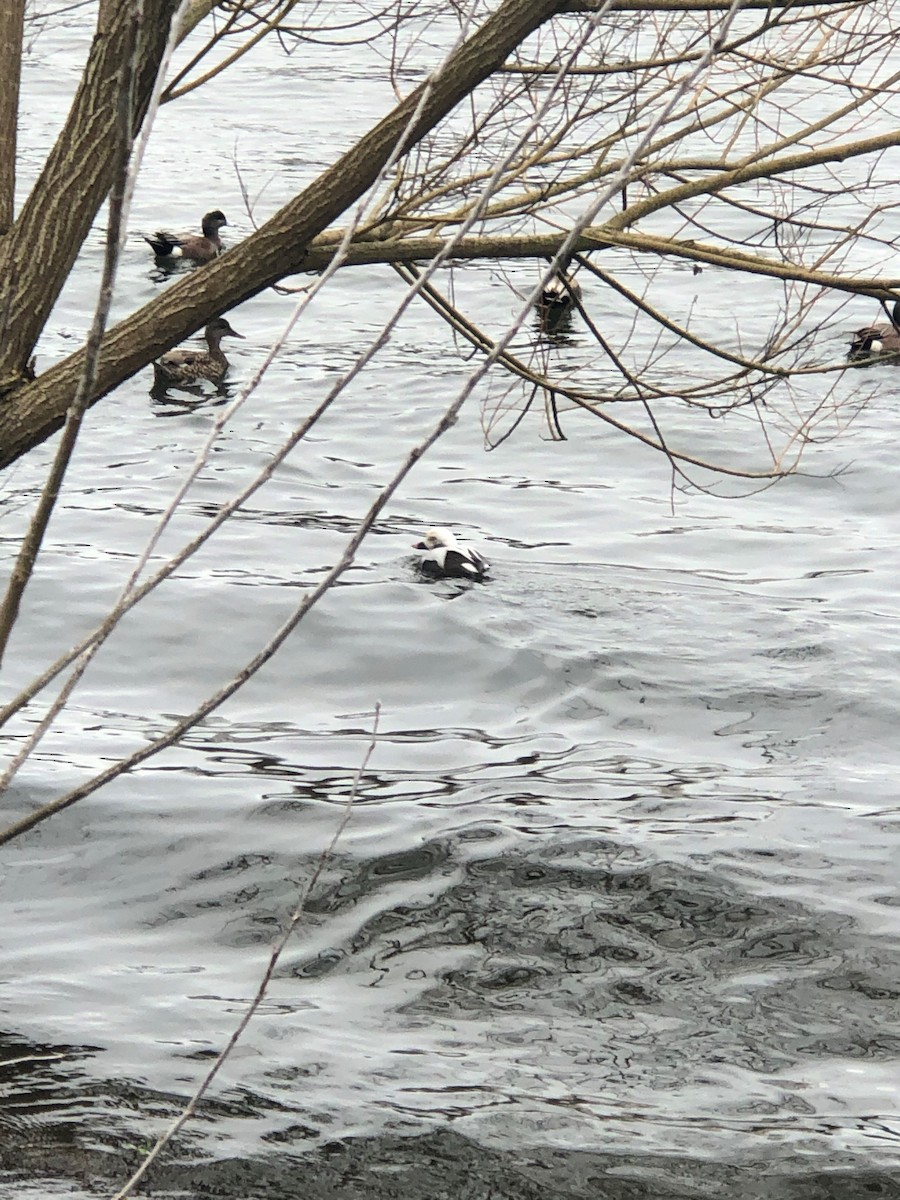 Long-tailed Duck - Claire  Catania