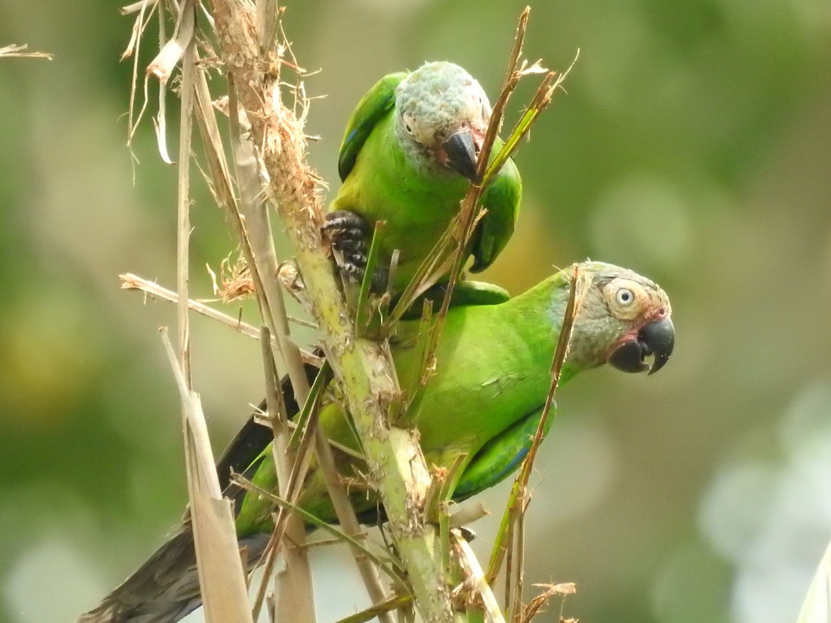 Dusky-headed Parakeet - ML209370421