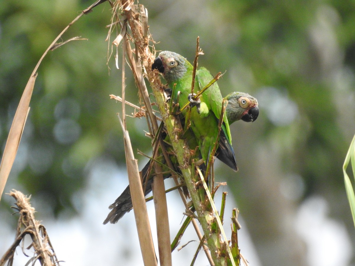 Dusky-headed Parakeet - ML209371561