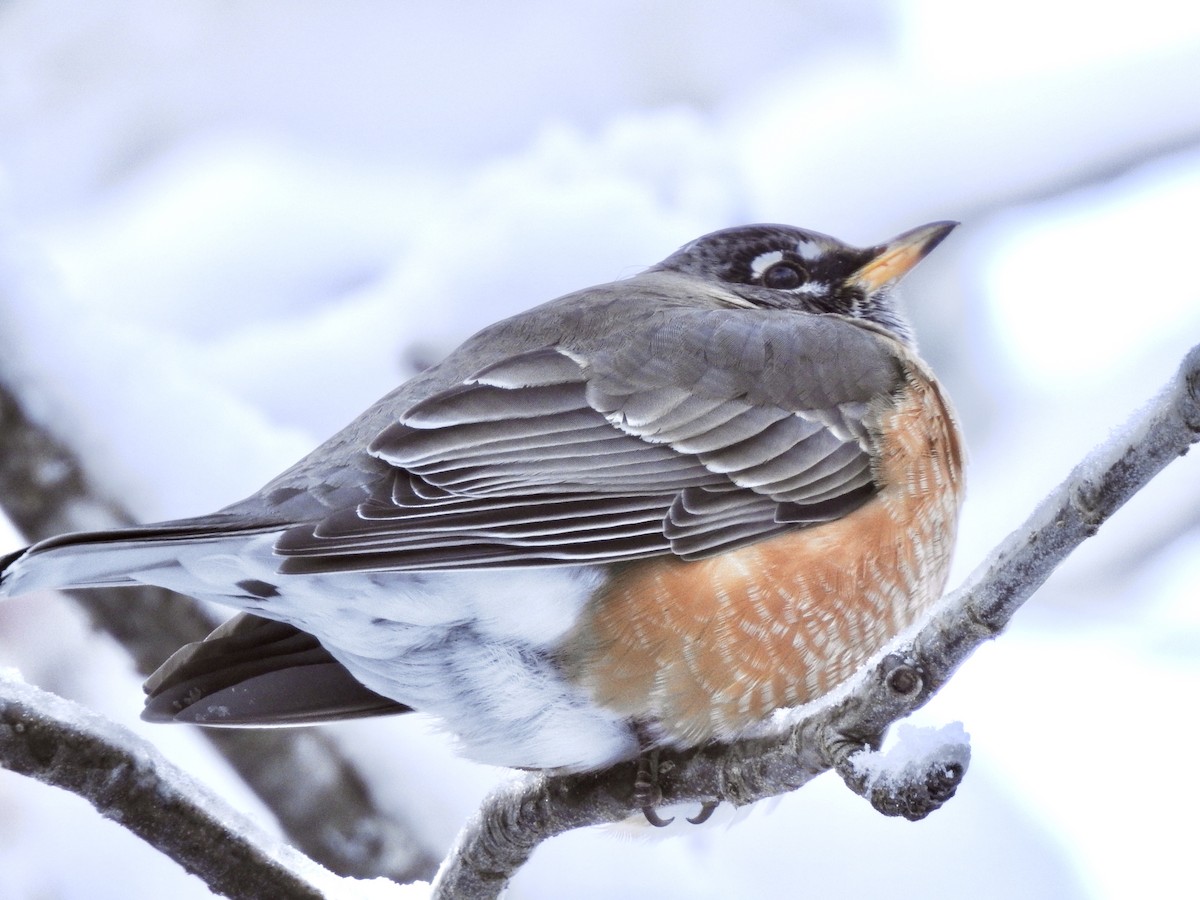 American Robin - ML209371631