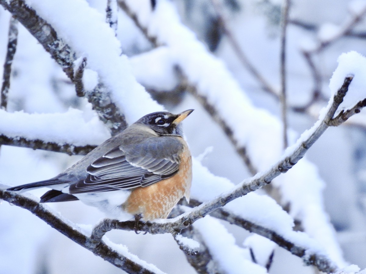American Robin - ML209371641