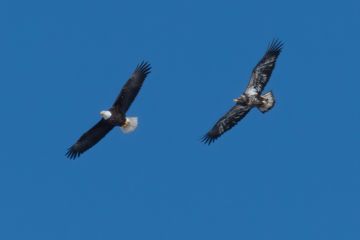 Bald Eagle - ML209372271