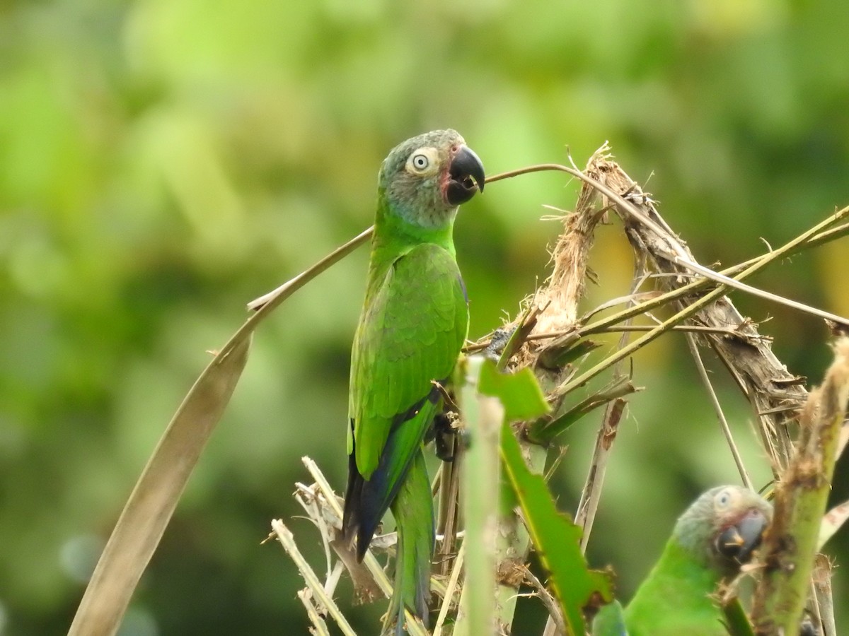 Dusky-headed Parakeet - ML209372751