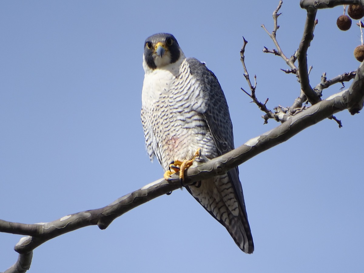 Peregrine Falcon - Carrie Bell