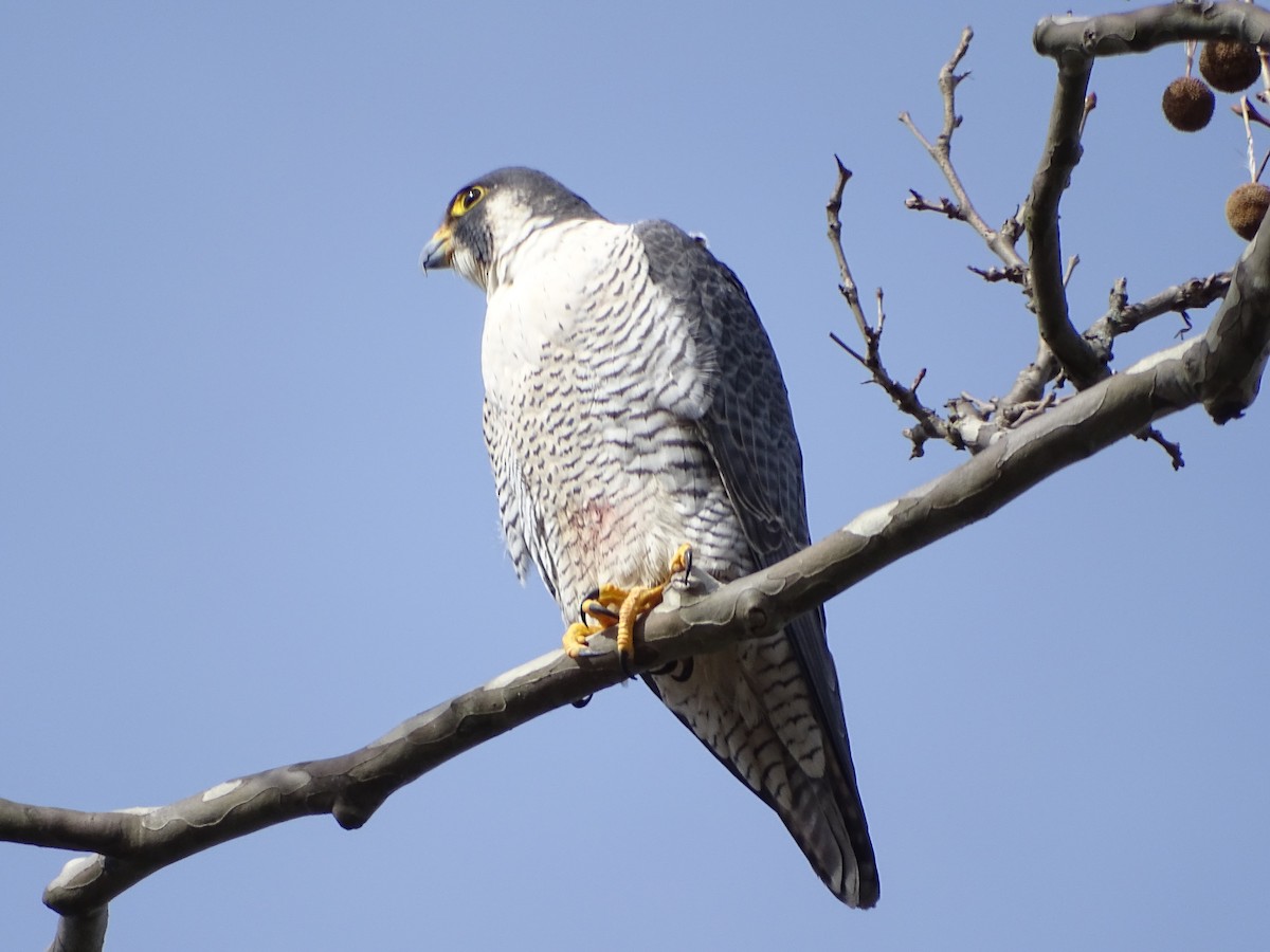 Peregrine Falcon - Carrie Bell