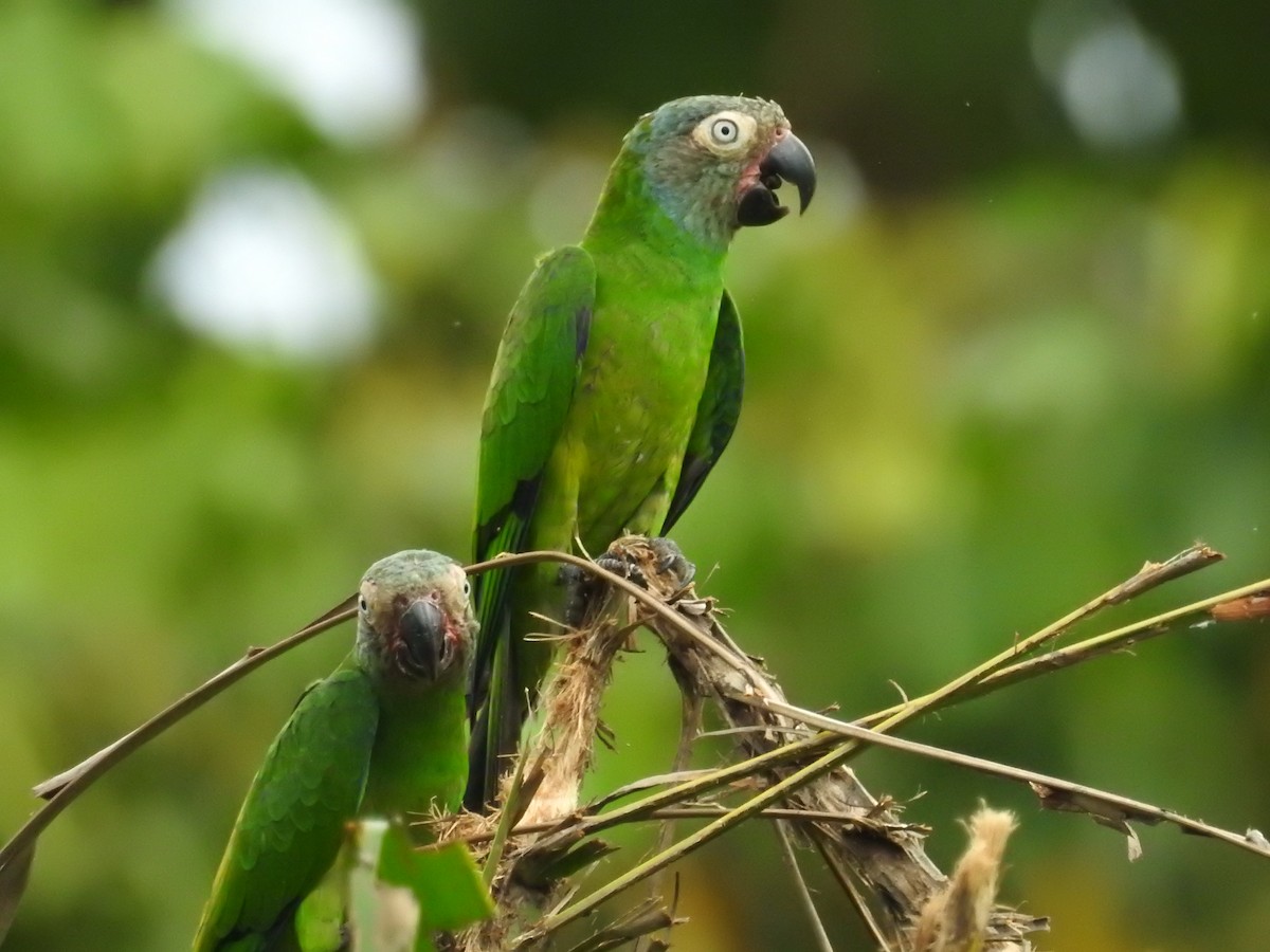 Dusky-headed Parakeet - ML209373171