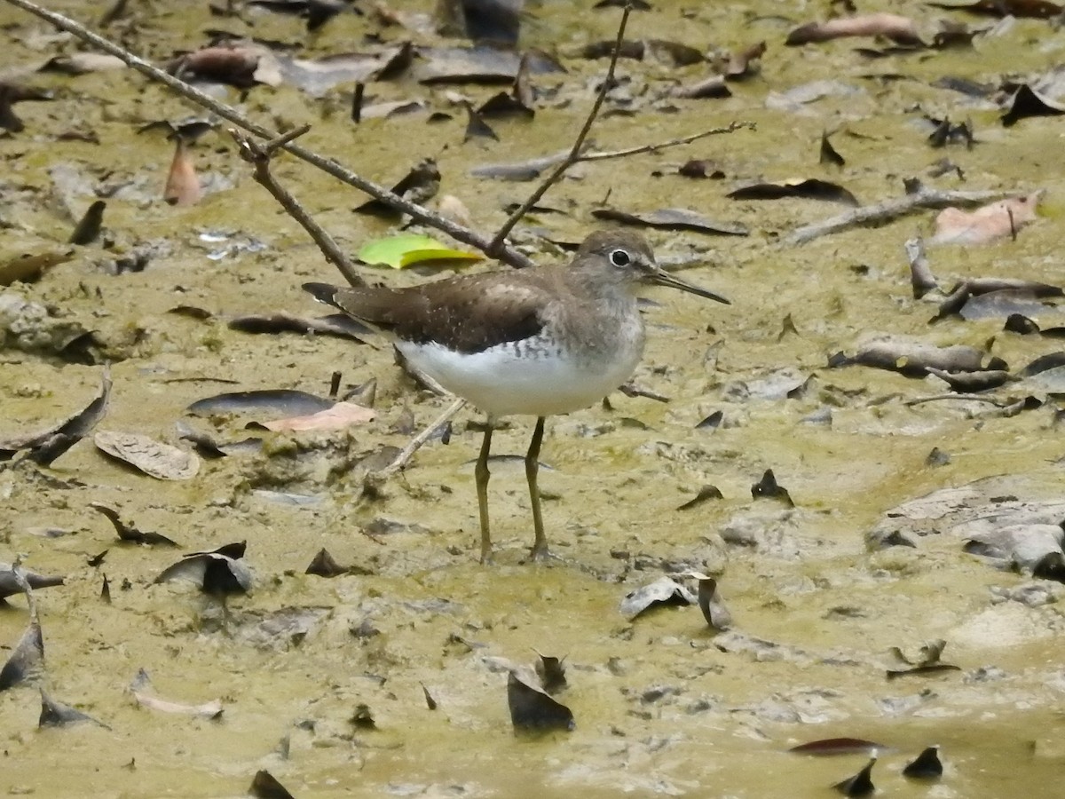 Solitary Sandpiper - ML209373211