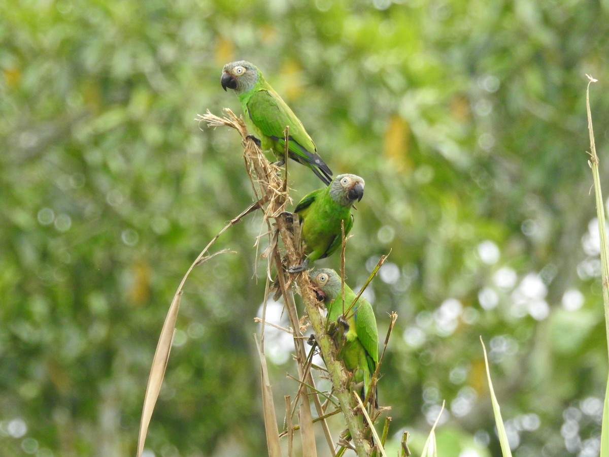 Dusky-headed Parakeet - ML209373311