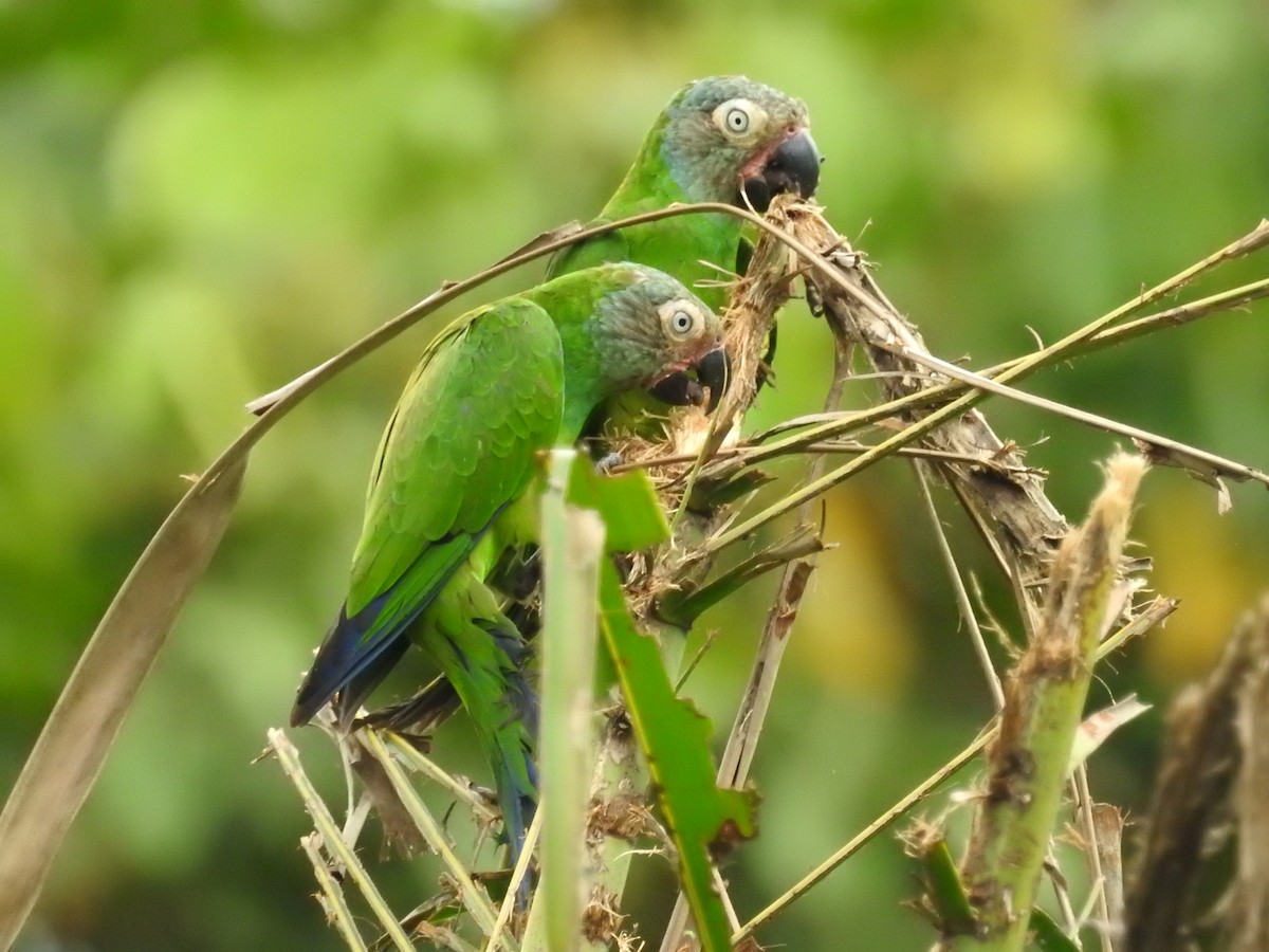 Dusky-headed Parakeet - ML209373341