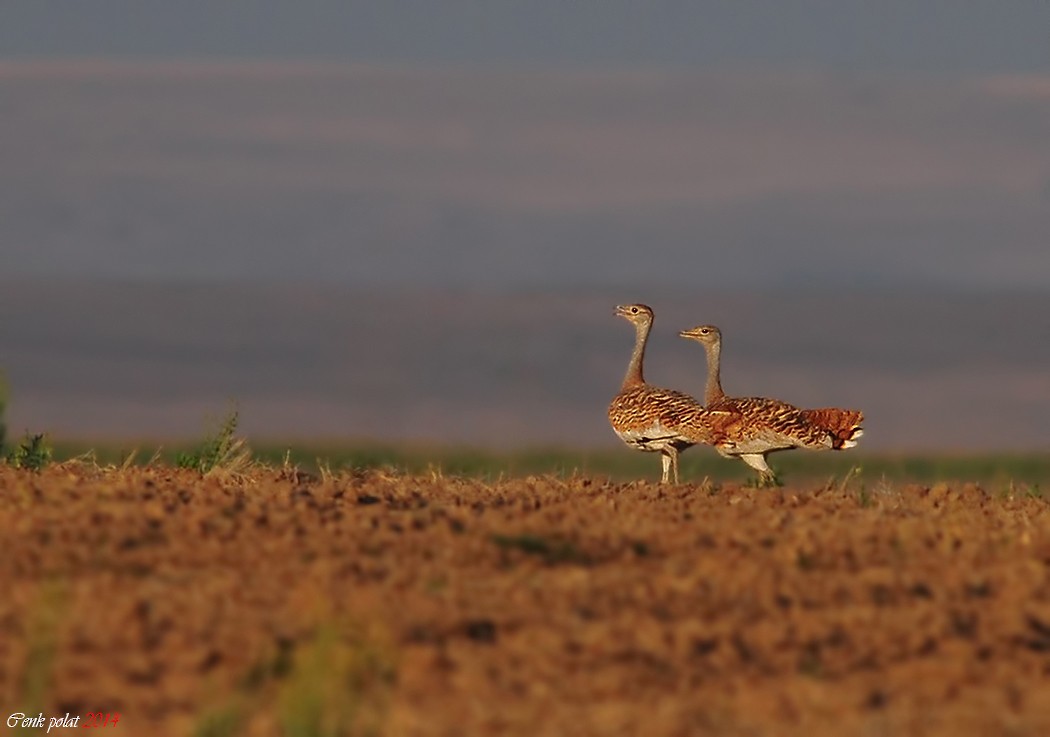 Great Bustard - Cenk Polat