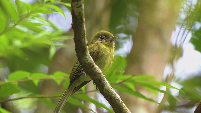 Eye-ringed Flatbill - ML209374681