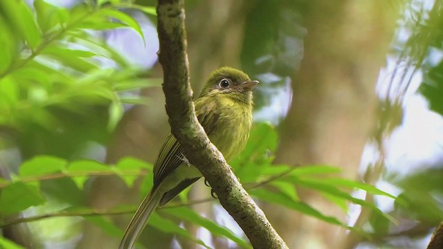 Eye-ringed Flatbill - ML209374681