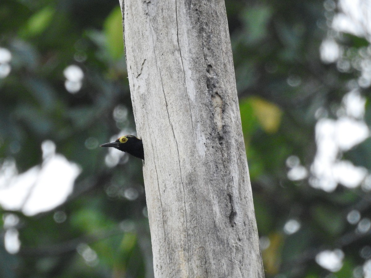 Yellow-tufted Woodpecker - ML209375001