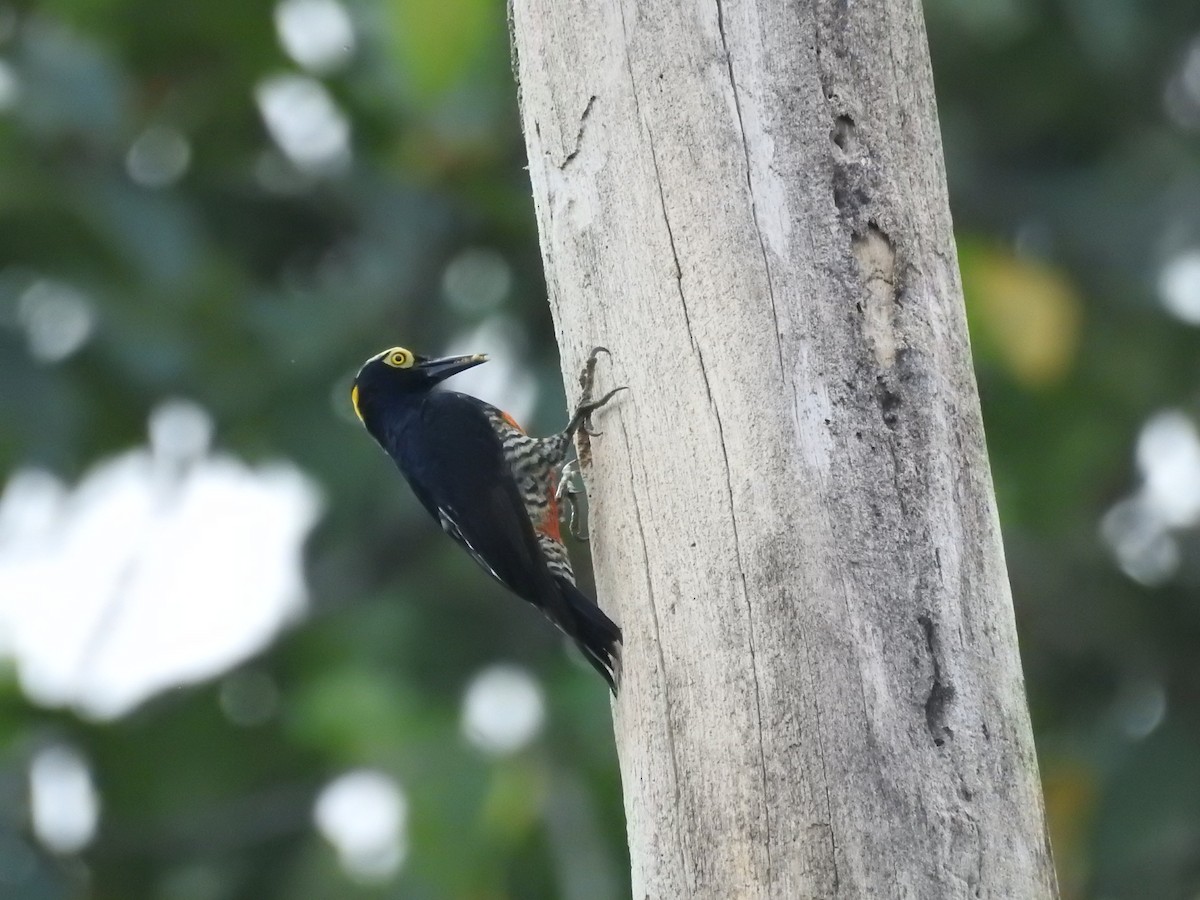 Yellow-tufted Woodpecker - ML209375031