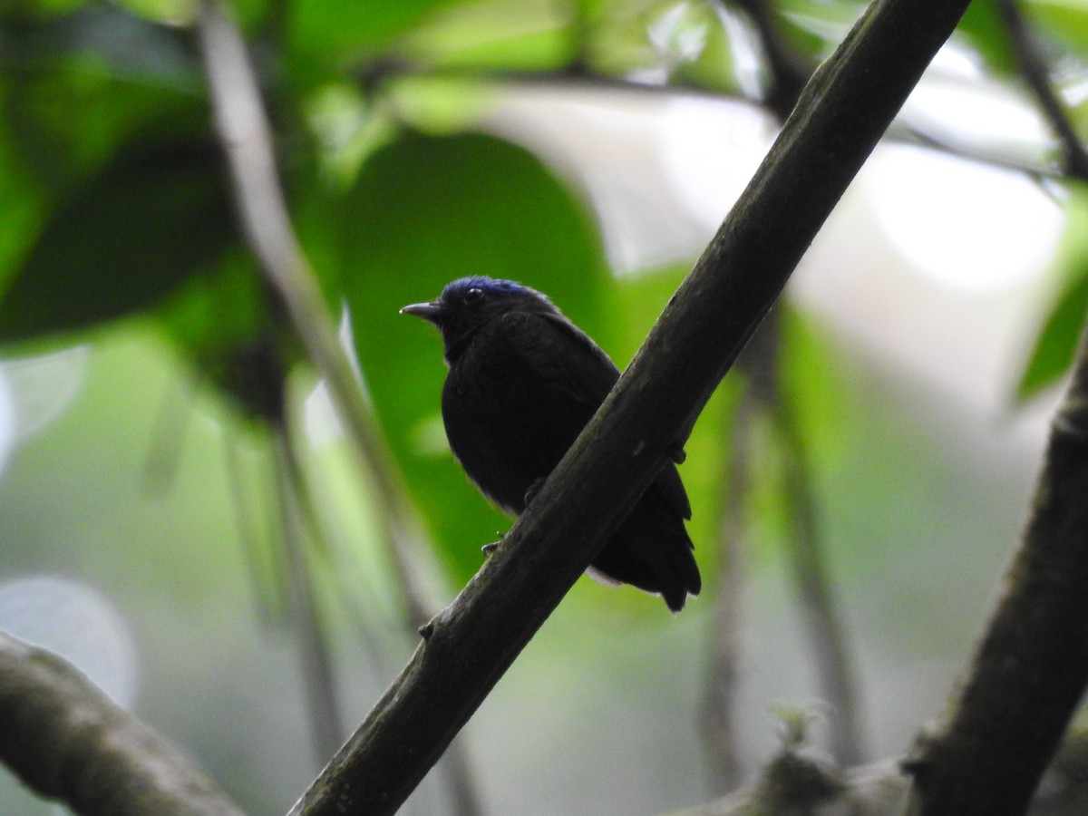 Blue-capped Manakin - Tristan Jobin