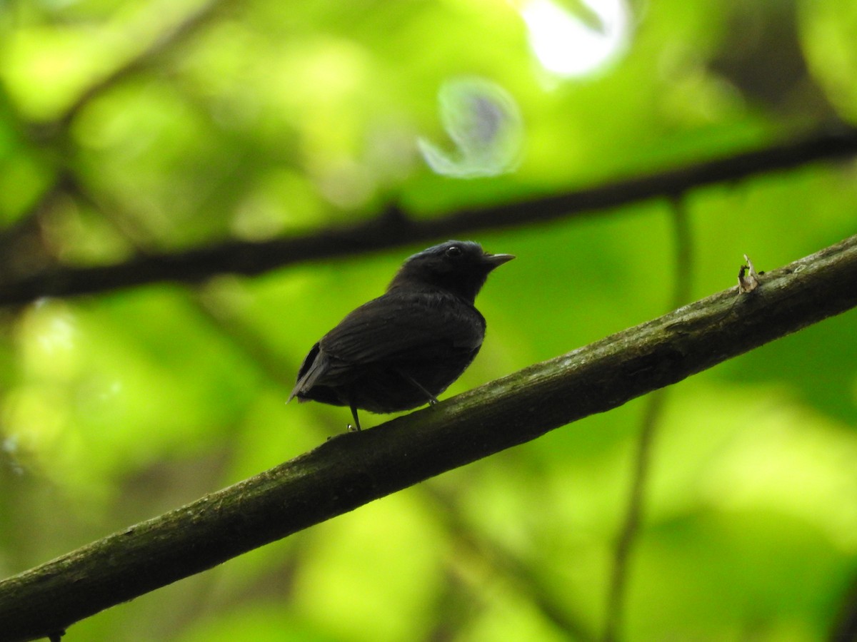 Blue-capped Manakin - ML209375661