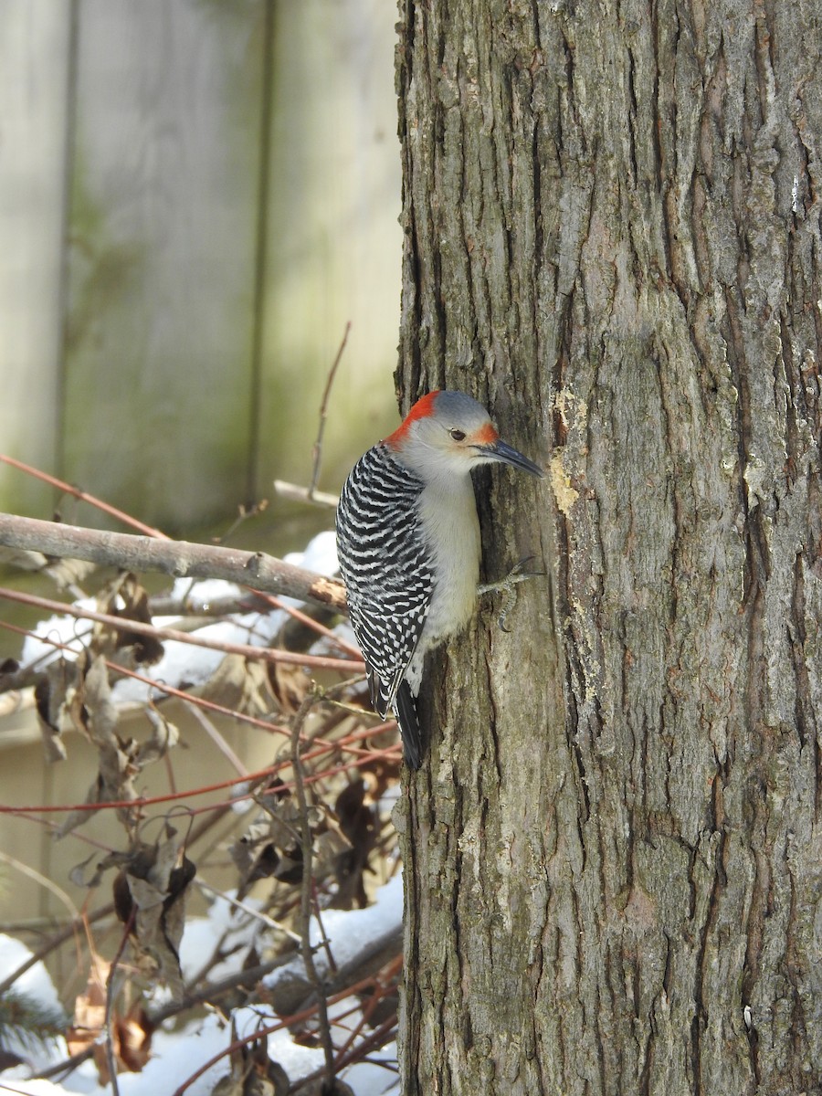 Red-bellied Woodpecker - Adam Zorn