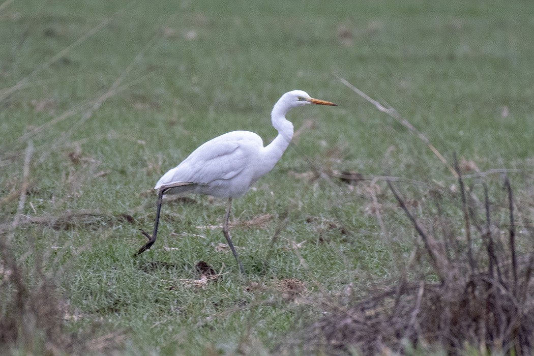 Great Egret - ML209377911