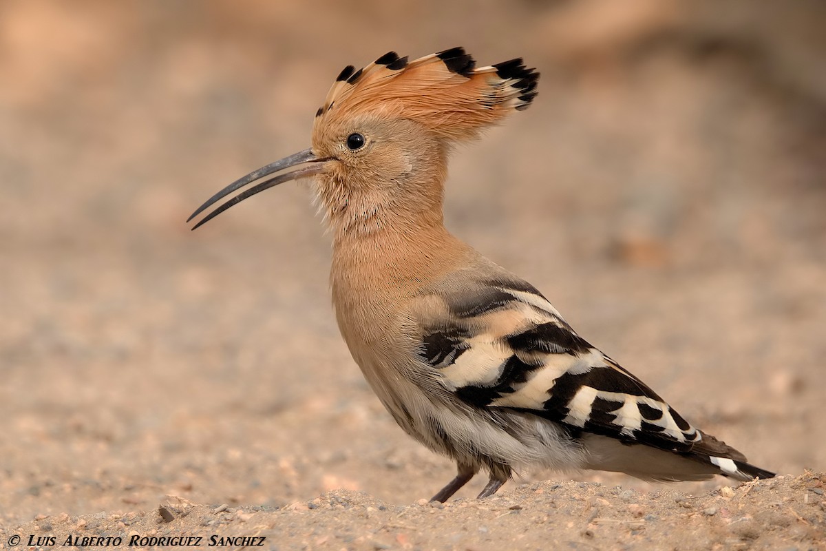 Eurasian Hoopoe - Luis Alberto rodriguez sanchez