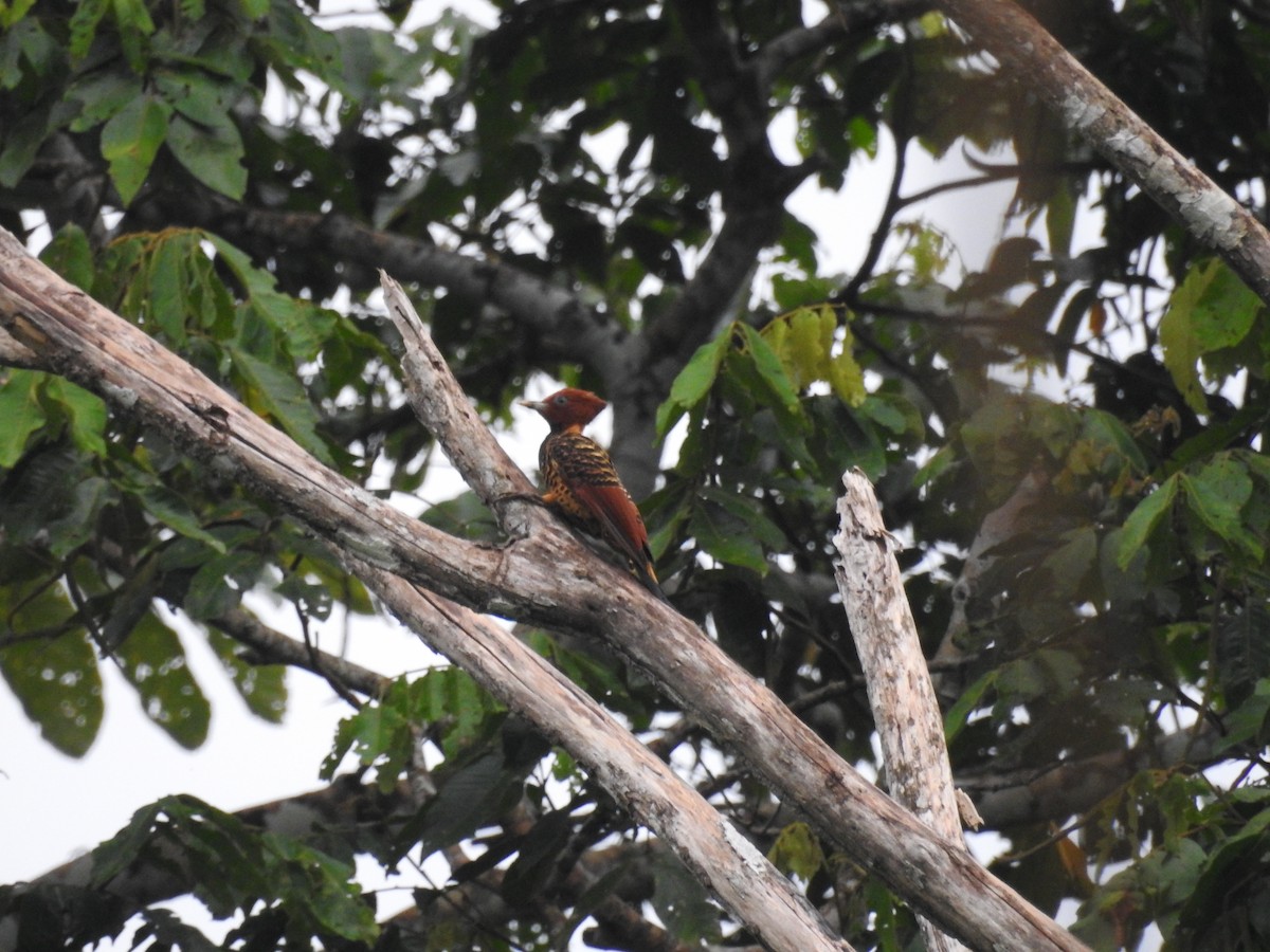 Rufous-headed Woodpecker - ML209379541